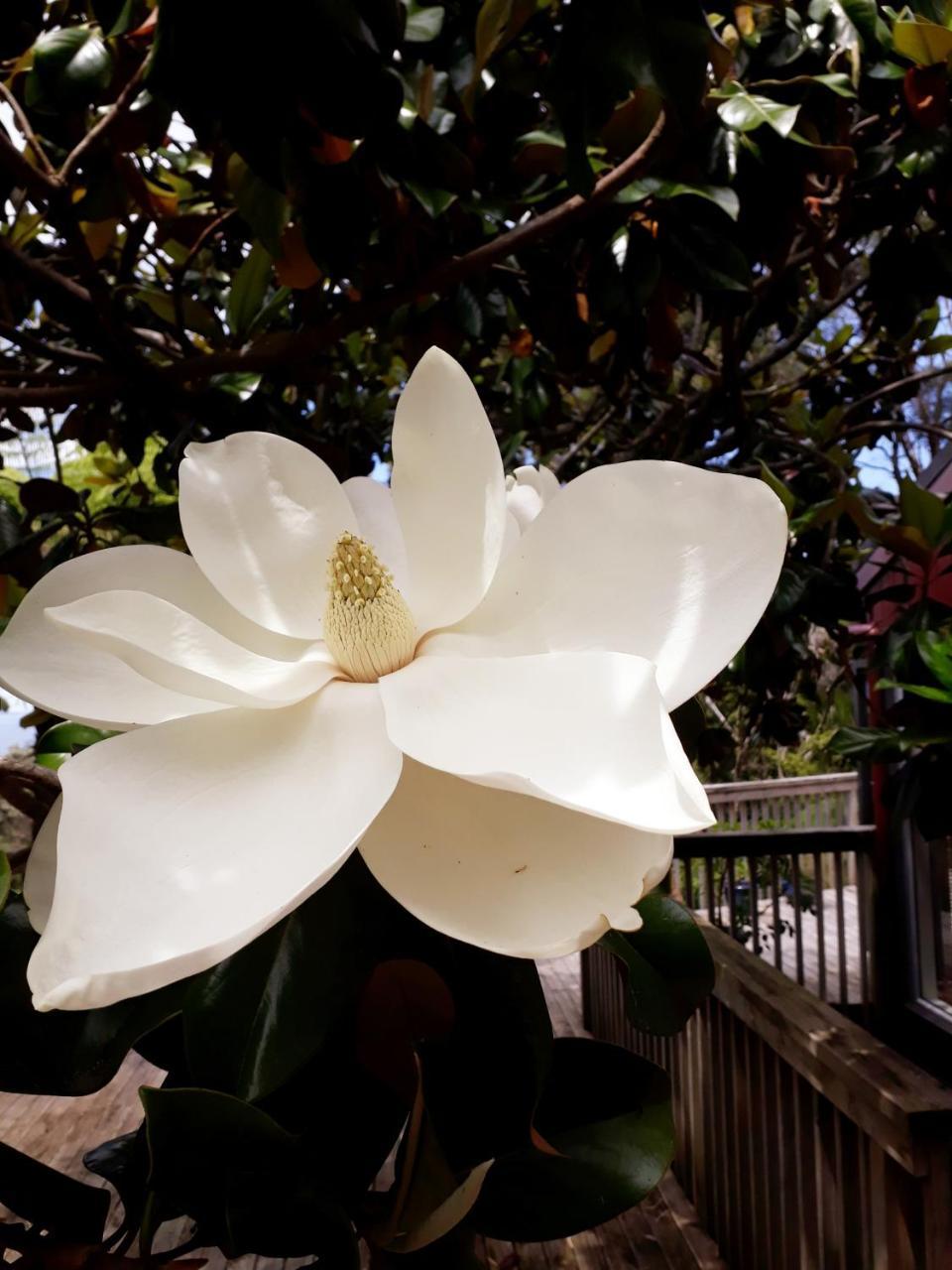 Tastebuds Bed N Breakfast Auckland Luaran gambar